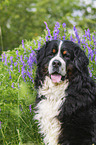 Bernese Mountain Dog portrait