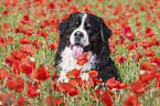 Bernese Mountain Dog portrait