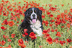 Bernese Mountain Dog portrait