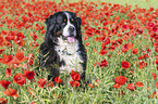 Bernese Mountain Dog portrait