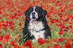 Bernese Mountain Dog portrait