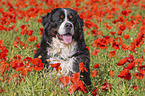 Bernese Mountain Dog portrait