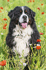 Bernese Mountain Dog portrait