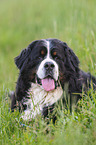 lying Bernese Mountain Dog
