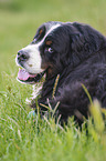 lying Bernese Mountain Dog