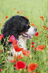 Bernese Mountain Dog portrait