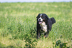 running Bernese Mountain Dog