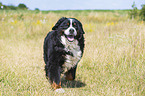 running Bernese Mountain Dog