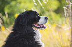 Bernese Mountain Dog portrait