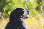 Bernese Mountain Dog portrait