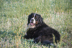 lying Bernese Mountain Dog