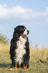 sitting Bernese Mountain Dog