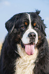 Bernese Mountain Dog portrait