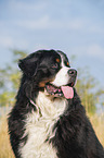 Bernese Mountain Dog portrait