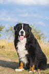 sitting Bernese Mountain Dog