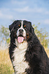 Bernese Mountain Dog portrait