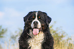 Bernese Mountain Dog portrait