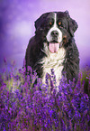 Bernese Mountain Dog portrait