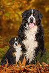 2 Bernese Mountain Dogs