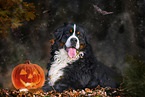 lying Bernese Mountain Dog