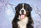 Bernese Mountain Dog Portrait