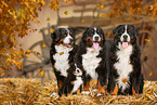 4 Bernese Mountain Dogs