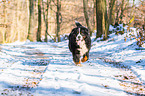 walking Bernese Mountain Dog