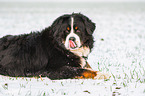 lying Bernese Mountain Dog