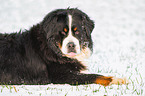 lying Bernese Mountain Dog