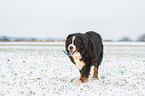 Bernese Mountain Dog