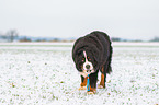 Bernese Mountain Dog