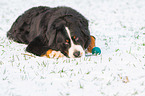 lying Bernese Mountain Dog
