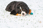 lying Bernese Mountain Dog