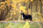 Bernese Mountain Dog