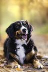 lying Bernese Mountain Dog