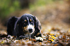 lying Bernese Mountain Dog