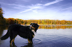 Bernese Mountain Dog