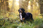 Bernese Mountain Dog
