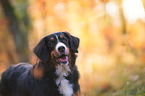 Bernese Mountain Dog Portrait