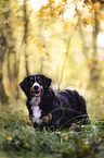 Bernese Mountain Dog