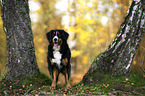 Bernese Mountain Dog