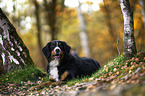 lying Bernese Mountain Dog