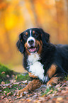 lying Bernese Mountain Dog