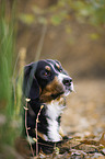 lying Bernese Mountain Dog