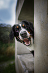 Bernese Mountain Dog portrait