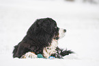 Bernese mountain dog lies in the snow