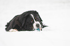 Bernese mountain dog lies in the snow