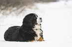 Bernese mountain dog lies in the snow