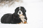 Bernese mountain dog lies in the snow