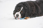 Bernese mountain dog lies in the snow